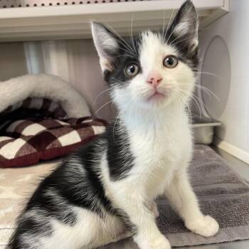 Dr. Suess -  Domestic Short Hair Cat for Adoption in Madisonville, Tennessee - Dr. Suess | PetCurious