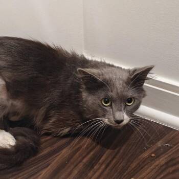 Domestic Short Hair Cats Available for Adoption in Evanston, Illinois - Mr. Pibb | PetCurious