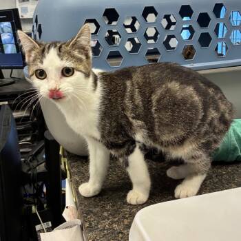 Rescue Domestic Short Hair Cats for Adoption in Morganfield, Kentucky - Pepper | PetCurious