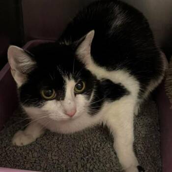 Domestic Long Hair Cats Available for Adoption - Sundae | PetCurious