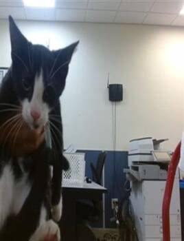 MINNIE -  Domestic Short Hair Cat for Adoption in Doral, Florida - MINNIE | PetCurious