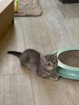 Pita Chip -  Domestic Medium Hair Cat Available for Adoption in Cincinnati, Ohio - Pita Chip | PetCurious