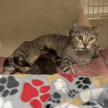 Tequila -  Domestic Short Hair Cat for Adoption in Tempe, Arizona - Tequila | PetCurious