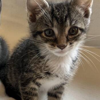 Domestic Short Hair Cats Available for Adoption in Glenfield, New York - Mickey | PetCurious