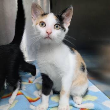 Rescue Domestic Short Hair Cats for Adoption in Russellville, Kentucky - Chanel | PetCurious