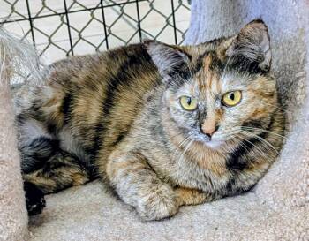 Danica Patrick -  Domestic Short Hair Cat Available for Adoption in Youngtown, Arizona - Danica Patrick | PetCurious
