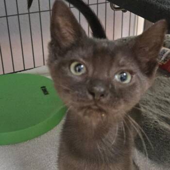 Theo -  Domestic Short Hair Cat for Adoption in Desert Hot Springs, California - Theo | PetCurious