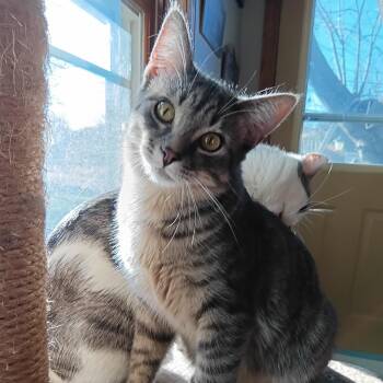 Rescue Domestic Short Hair Cats for Adoption in Grand Rapids, Minnesota - Sterling | PetCurious