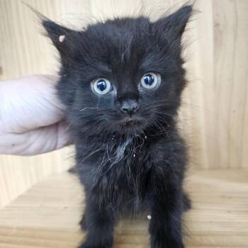 Coca-Cola -  Domestic Long Hair Cat for Adoption in Corydon, Indiana - Coca-Cola | PetCurious