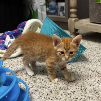 Torch -  Domestic Short Hair Cat for Adoption in Lincoln, California - Torch | PetCurious