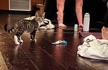 Domestic Short Hair Cats Available for Adoption in Akron, Ohio - Kevin  | PetCurious