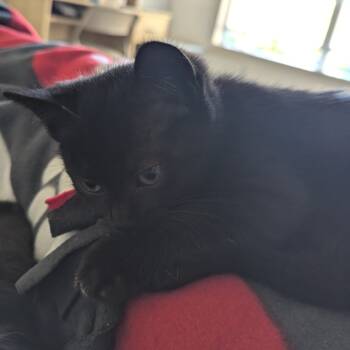 Rescue Domestic Short Hair Cats for Adoption in Tallahassee, Florida - Rita Dyal-RS | PetCurious