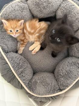 George -  Domestic Short Hair Cat for Adoption - George | PetCurious