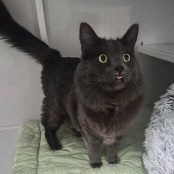 Domestic Long Hair Cats Available for Adoption - Winnie | PetCurious