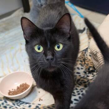 American Shorthair Cats Available for Adoption in Melrose, Florida - Mystical Magical | PetCurious