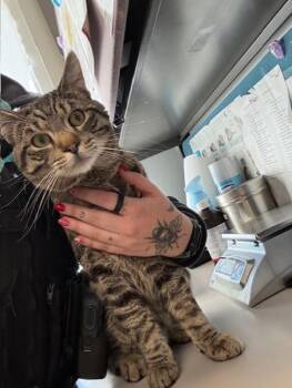 Domestic Short Hair Cats Available for Adoption in Salt Lake City, Utah - *Frodo* | PetCurious