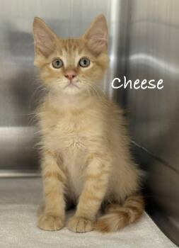 Cheese -  Domestic Medium Hair Cat for Adoption in Pawleys Island, South Carolina - Cheese | PetCurious