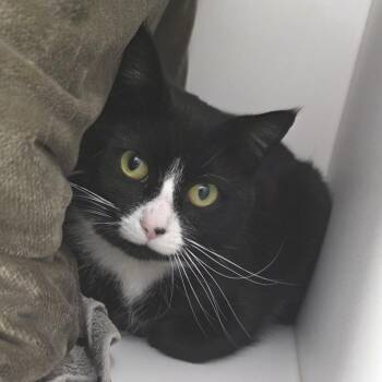 Domestic Short Hair Cats Available for Adoption - Peewee | PetCurious