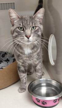 Levi -  Domestic Medium Hair Cat for Adoption in Montello, Wisconsin - Levi | PetCurious