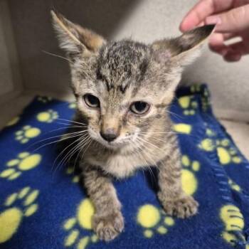 Full Moon 31 -  Domestic Short Hair Cat for Adoption in Austin, Texas - Full Moon 31 | PetCurious