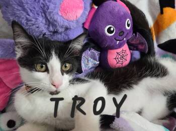 Rescue Domestic Short Hair Cats for Adoption in Mansfield, Texas - Troy | PetCurious