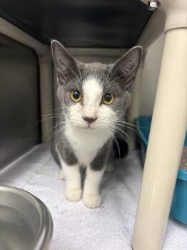 Noah -  Domestic Short Hair Cat for Adoption in Bowling Green, Ohio - Noah | PetCurious