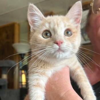 Orca -  Domestic Short Hair Cat Available for Adoption in Woodbury, New Jersey - Orca | PetCurious