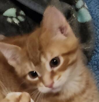 Rescue Domestic Short Hair Cats for Adoption in Hamilton, Ontario - Lando | PetCurious