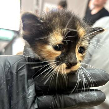 American Shorthair Cats Available for Adoption in Lufkin, Texas - Mochi | PetCurious