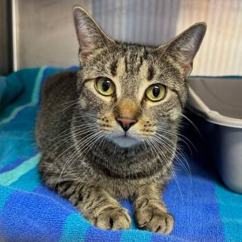 Blinker -  Domestic Short Hair Cat for Adoption - Blinker | PetCurious