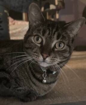 Rescue Domestic Short Hair Cats for Adoption in Hagaman, New York - Roxy | PetCurious