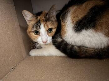 Domestic Short Hair Cats Available for Adoption - Buttercup | PetCurious