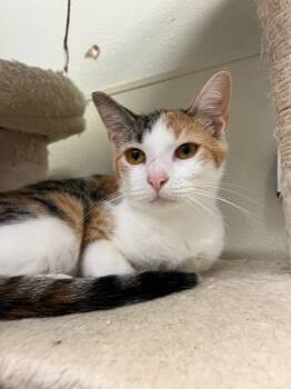 Rescue Domestic Short Hair Cats for Adoption in Neosho, Missouri - Allison | PetCurious