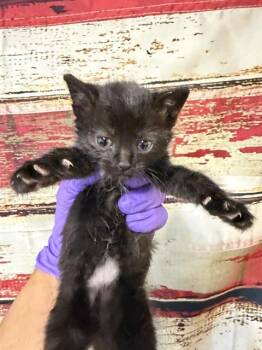 Domestic Short Hair Cats Available for Adoption in Doral, Florida - MINA | PetCurious