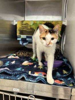 Domestic Short Hair Cats Available for Adoption in Kansas City, Missouri - Lily | PetCurious