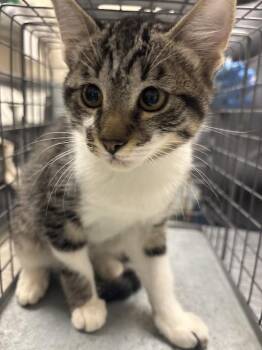 Domestic Short Hair Cats Available for Adoption - DEWDROP | PetCurious