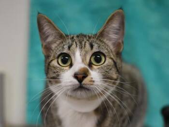 Primita -  Domestic Short Hair Cat for Adoption in Portland, Oregon - Primita | PetCurious