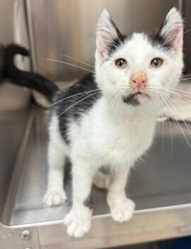 Lucien -  Domestic Short Hair Cat for Adoption in Eugene, Oregon - Lucien | PetCurious