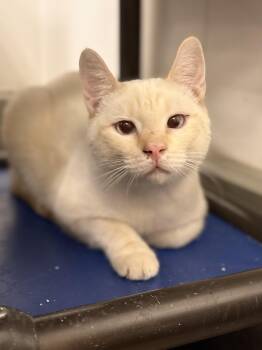 OJay -  Siamese Cat for Adoption in Zimmerman, Minnesota - OJay | PetCurious