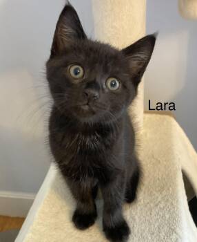 Lara -  Tabby Cat for Adoption in Billerica, Massachusetts - Lara | PetCurious