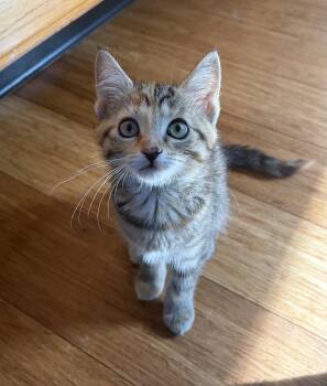 Mallory -  Domestic Short Hair and Torbie Cat for Adoption in Dublin, Ohio - Mallory | PetCurious