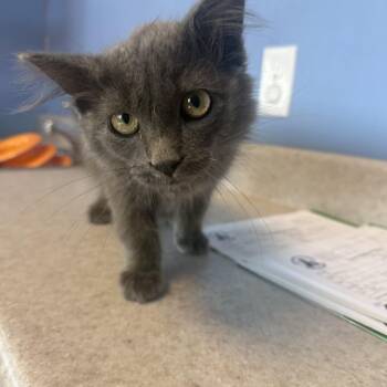 Classique -  Domestic Long Hair Cat for Adoption in Brookings, South Dakota - Classique | PetCurious