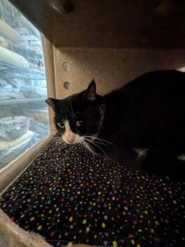 Rescue Domestic Short Hair Cats for Adoption in Buchanan Dam, Texas - Timmy Tom | PetCurious