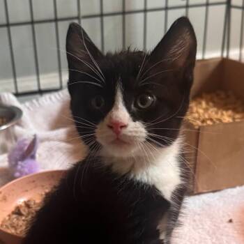 Powerade Pam -  Domestic Short Hair Cat for Adoption in Wilmington, Delaware - Powerade Pam | PetCurious
