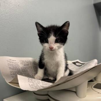 Vulcan -  Domestic Short Hair Cat for Adoption in Columbia, Missouri - Vulcan | PetCurious