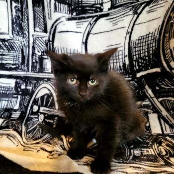 Delmonica -  Domestic Short Hair Cat for Adoption in Kittanning, Pennsylvania - Delmonica | PetCurious