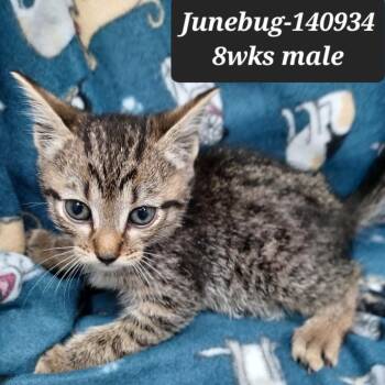 Junebug -  Domestic Short Hair Cat for Adoption in New Tazewell, Tennessee - Junebug | PetCurious