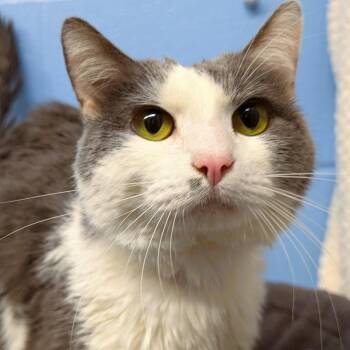 Deuteronomy -  Domestic Short Hair Cat for Adoption in Lowell, Arkansas - Deuteronomy | PetCurious