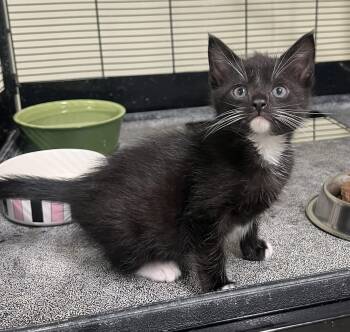 Rescue Domestic Short Hair Cats for Adoption in Cashiers, North Carolina - Jane | PetCurious