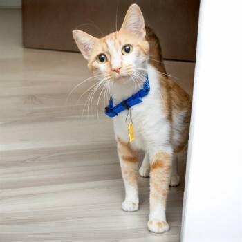 ZOEY -  Domestic Short Hair Cat for Adoption in St. Louis, Missouri - ZOEY | PetCurious